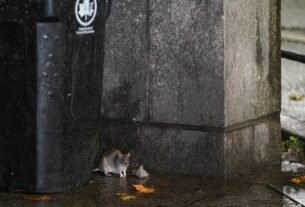 nyc-mayor,-a-vocal-rat-opponent,-faces-more-fines-for-rat-infestation-at-brooklyn-property