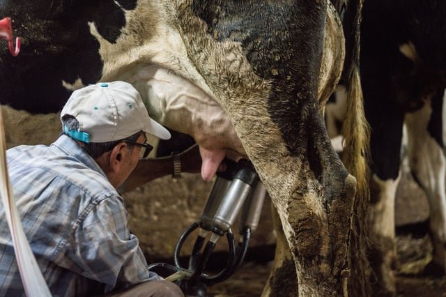 with-only-gloves-to-protect-them,-farmworkers-say-they-tend-sick-cows-amid-bird-flu