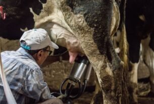 with-only-gloves-to-protect-them,-farmworkers-say-they-tend-sick-cows-amid-bird-flu