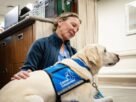 dogs-paired-with-providers-at-hospitals-help-ease-staff-and-patient-stress