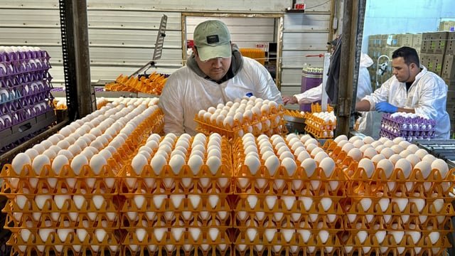 on-the-front-lines-against-bird-flu,-egg-farmers-say-they’re-losing-the-battle