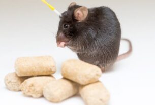 what-nearly-brainless-rodents-know-about-weight-loss-and-hunger