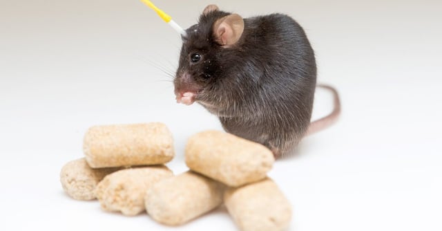 what-nearly-brainless-rodents-know-about-weight-loss-and-hunger