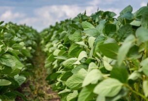 can-soybean-prices-keep-trending-higher?