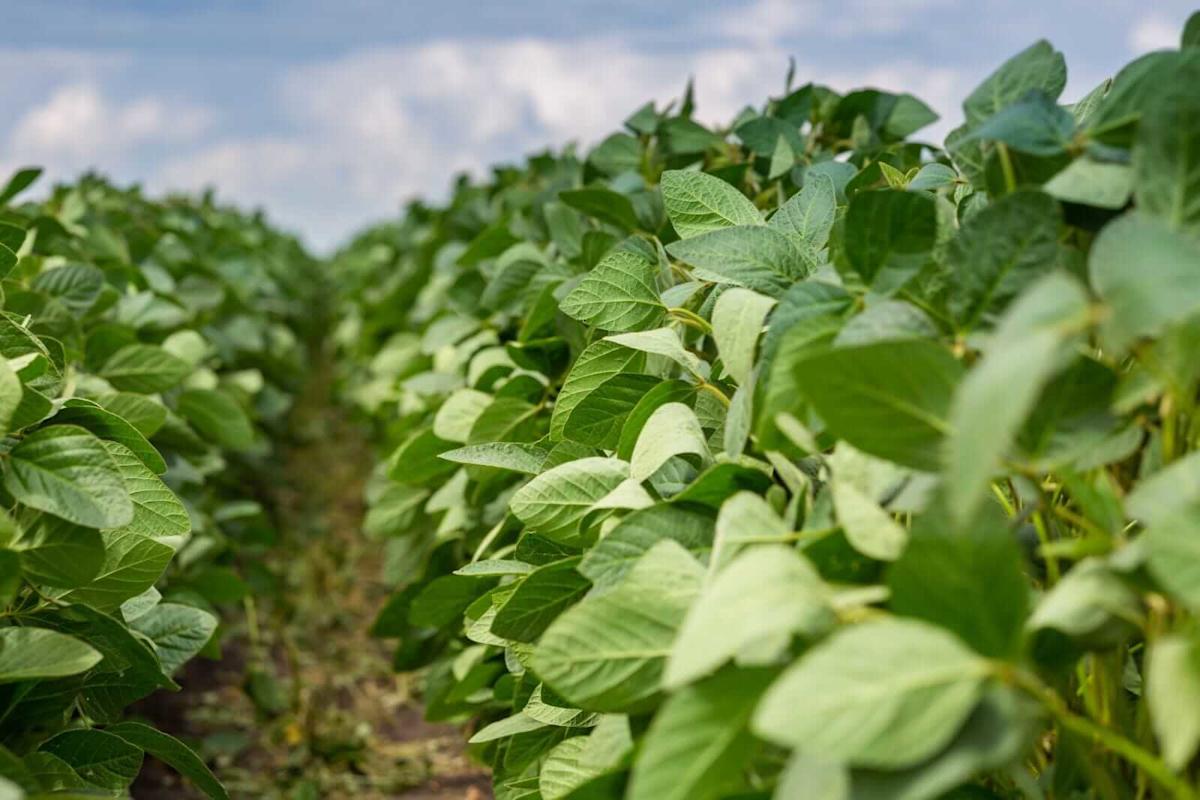 can-soybean-prices-keep-trending-higher?