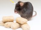 what-nearly-brainless-rodents-know-about-weight-loss-and-hunger