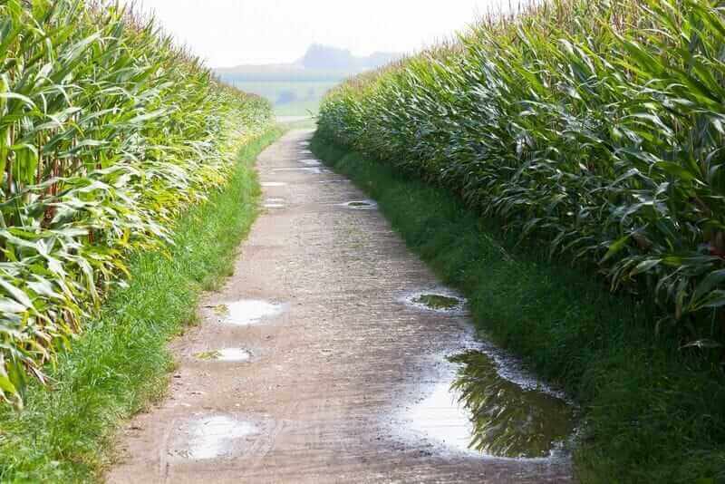 does-the-2025-corn-crop-have-a-pollination-problem?
