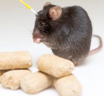 what-nearly-brainless-rodents-know-about-weight-loss-and-hunger