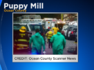 almost-200-animals-rescued-from-puppy-mill