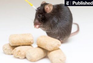 what-nearly-brainless-rodents-know-about-weight-loss-and-hunger