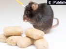 what-nearly-brainless-rodents-know-about-weight-loss-and-hunger