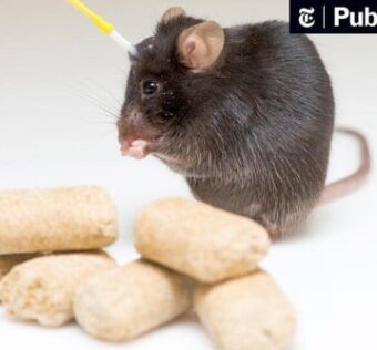what-nearly-brainless-rodents-know-about-weight-loss-and-hunger