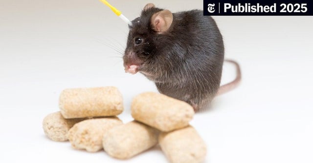 what-nearly-brainless-rodents-know-about-weight-loss-and-hunger