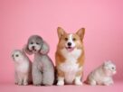 chewy-(chwy)-vs.-petco-(woof):-proven-growth-story-or-turnaround-bet?