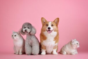 chewy-(chwy)-vs.-petco-(woof):-proven-growth-story-or-turnaround-bet?