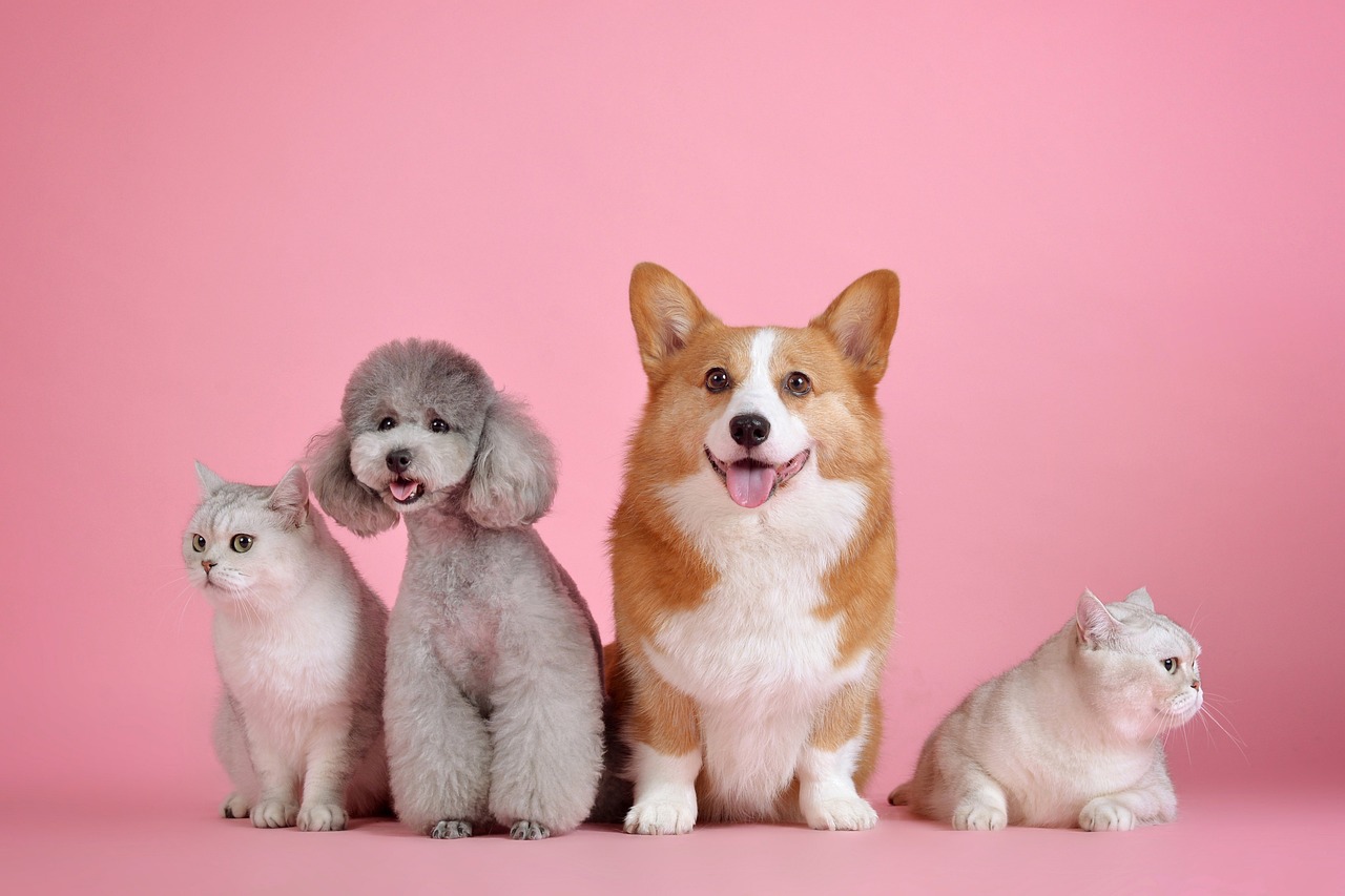 chewy-(chwy)-vs.-petco-(woof):-proven-growth-story-or-turnaround-bet?