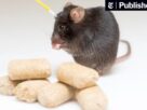 what-nearly-brainless-rodents-know-about-weight-loss-and-hunger