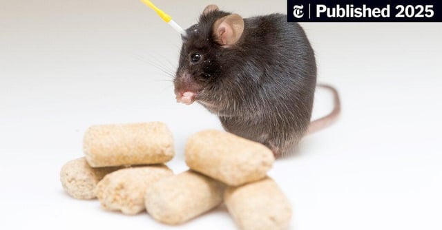 what-nearly-brainless-rodents-know-about-weight-loss-and-hunger